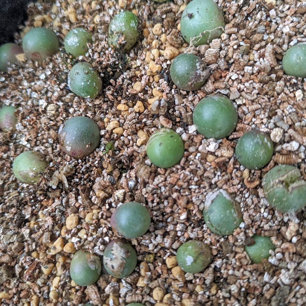 コノフィツム カルキュルス バンジリー SH433 Amazon｜【植物】鉢植 コノフィツム・カルキュラス